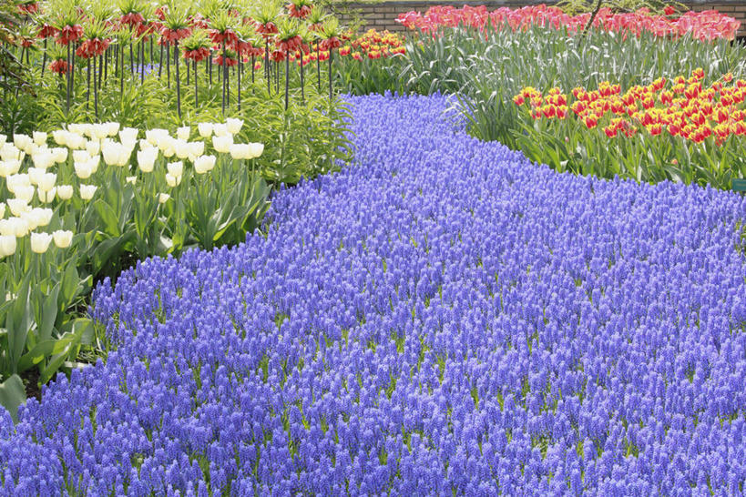 无人,横图,俯视,室外,白天,爱情,旅游,度假,花海,花圃,美景,植物,风信子,郁金香,叶子,欧洲,荷兰,阴影,盛开,光线,影子,景观,祝福,花蕾,娱乐,花,花瓣,花朵,花卉,鲜花,绿色,阳光,自然,花丛,花束,花田,花苞,花蕊,享受,休闲,景色,放松,悲伤,喜悦,表白,风信花,西欧,自然风光,怀念,荣誉,永恒,悲哀,荷兰王国,尼德兰王国,西洋水仙,郁香,洋荷花,草麝香,彩图,高角度拍摄