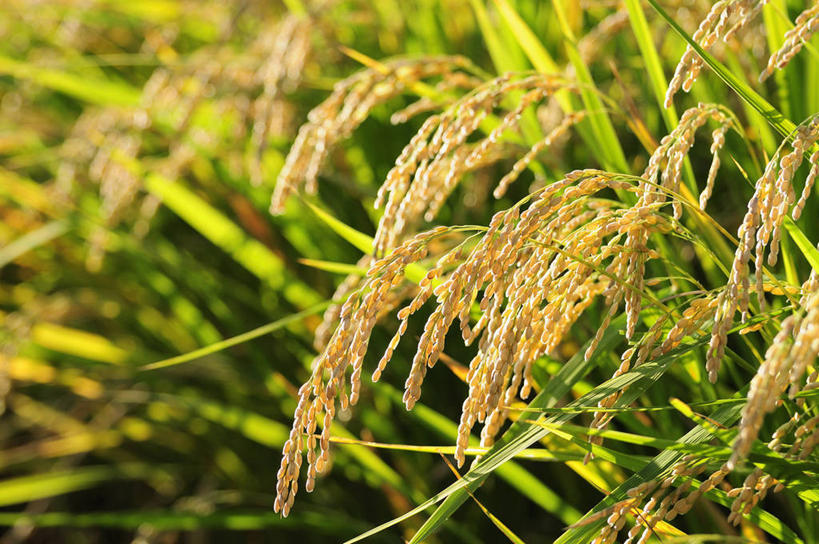 无人,农田,横图,室外,特写,白天,正面,农业,庄稼,农作物,美景,阴影,丰收,朦胧,模糊,光线,影子,稻田,景观,阳光,自然,景色,收获,自然风光,彩图,耕地,庄稼田