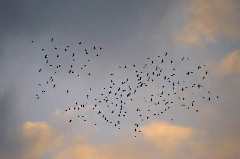 无人,横图,室外,白天,仰视,旅游,度假,美景,日落,鸟,许多,飞翔,伸展,张开,展翅,阴影,飞行,光线,翅膀,鸟类,影子,景观,晚霞,霞光,落日,很多,翱翔,娱乐,飞,阳光,自然,黄昏,享受,休闲,景色,彩霞,放松,迁徙,迁移,自然风光,转移,张开翅膀,夕照,薄暮,展开翅膀,夕阳,彩图,低角度拍摄,全身,傍晚,往返,移居,斜阳
