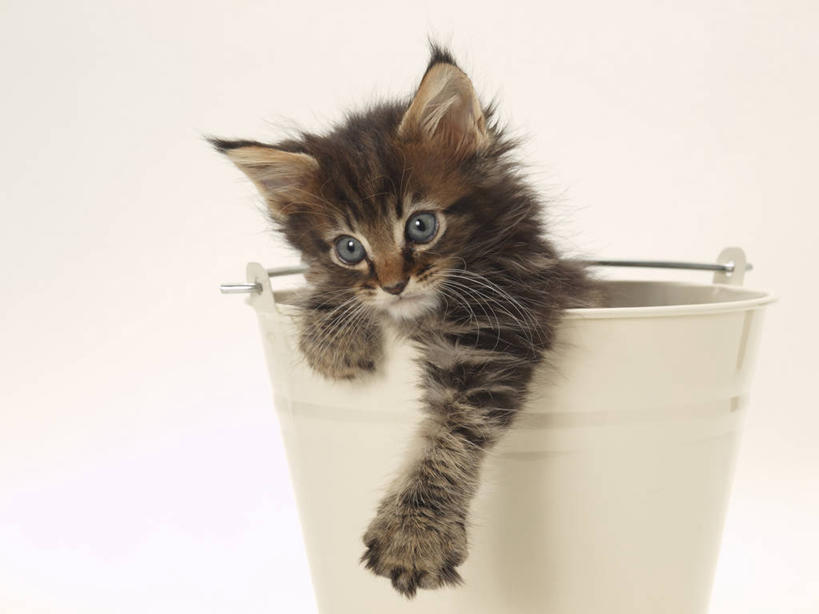 无人,站,横图,室内,白天,白色背景,正面,宠物,猫,阴影,反射,水桶,桶,影子,注视,一个,一只,动物,容器,观察,看,站着,可爱,摄影,影棚,单个,观看,储藏,察看,储存,关注,猫咪,站立,半身,彩图,影棚拍摄,拍摄,贮存