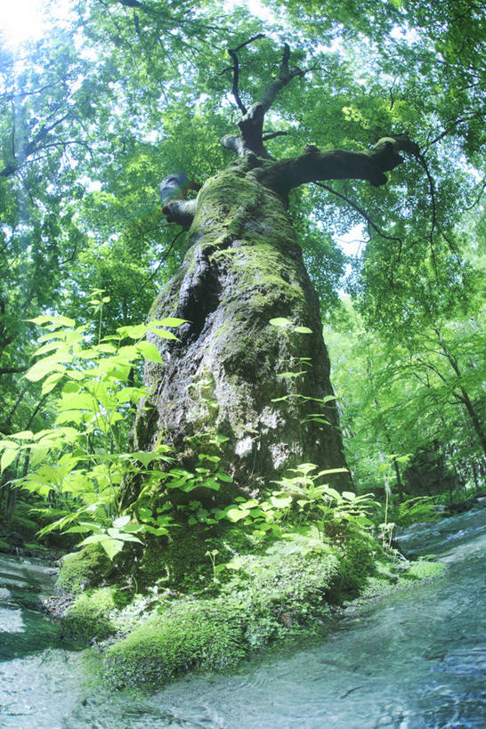 无人,竖图,室外,白天,仰视,旅游,度假,河流,美景,森林,树林,水,植物,叶子,日本,亚洲,波纹,河水,景观,水流,绿叶,树桩,涟漪,娱乐,树,树干,树木,绿色,倒影,水纹,小溪,自然,波浪,溪水,享受,休闲,嫩叶,木桩,景色,放松,生长,成长,倒映,自然风光,东亚,本州,本州岛,日本国,水晕,青森,青森县,东北地方,奥入濑溪谷,十和田市,十和田,反照,叶,叶片,彩图,低角度拍摄