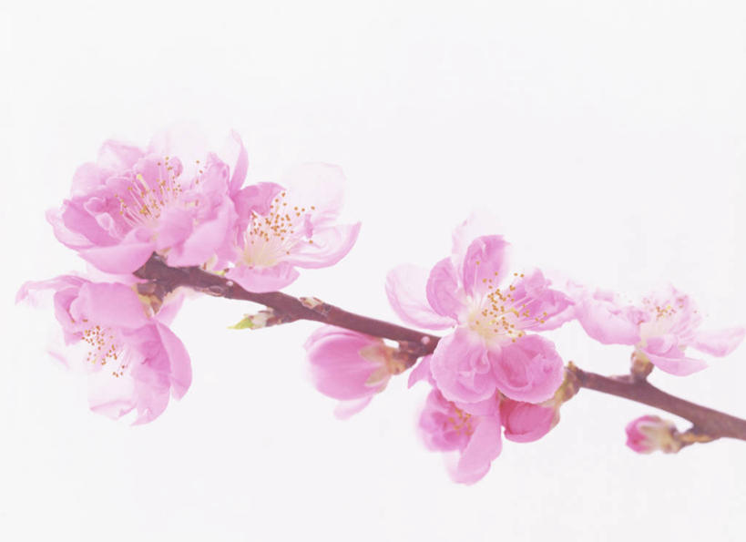 无人,横图,室内,特写,白天,白色背景,正面,爱情,桃花,盛开,枝条,花蕾,花,花瓣,花朵,鲜花,树枝,粉色,花苞,花蕊,摄影,影棚,俘虏,虬枝,枝杈,彩图,影棚拍摄,拍摄