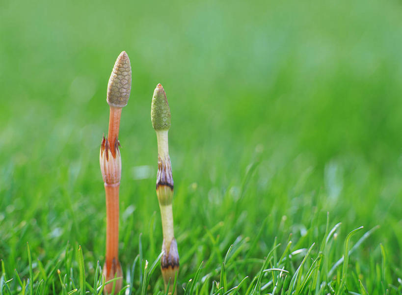 无人,横图,室外,特写,白天,正面,草地,草坪,美景,植物,两根,朦胧,模糊,景观,草,绿色,自然,景色,马尾,自然风光,问荆,接续草,公母草,搂接草,空心草,马蜂草,猪鬃草,黄蚂草,节节草,接骨草,彩图,木贼,马尾植物