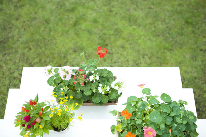 无人,横图,俯视,室外,白天,草地,草坪,植物,叶子,盛开,盆栽,绿叶,盆景,花蕾,草,花,花瓣,花朵,鲜花,绿色,自然,花苞,花蕊,嫩叶,生长,成长,洋绣球,天竺葵,三盆,旱金莲,金莲花,驱蚊草,日烂红,入腊红,石腊红,洋葵,寒金莲,旱荷,旱莲花,金钱莲,大红雀,叶,叶片,旱荷花,彩图,高角度拍摄