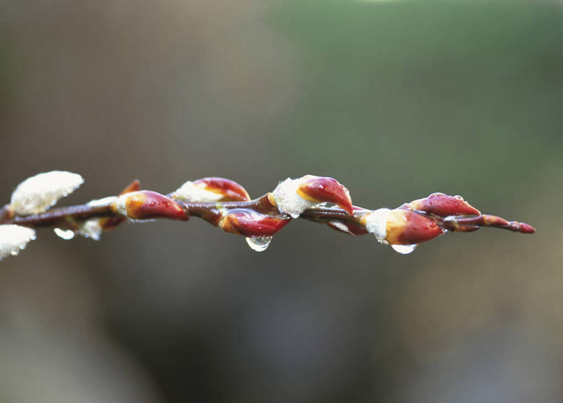 无人,横图,室外,特写,白天,正面,自由,美景,水,露水,阴影,朦胧,模糊,透明,光线,液体,影子,景观,水滴,猫柳,枝条,水珠,树枝,阳光,自然,露珠,景色,生机,生命,剔透,自然风光,银芽柳,棉花柳,银柳,灵动,通明,虬枝,枝杈,彩图,晶莹