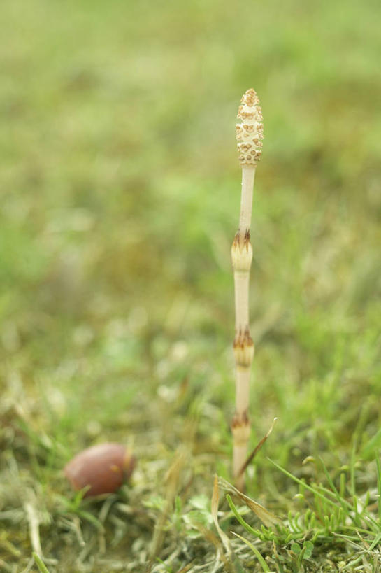 无人,竖图,室外,特写,白天,正面,草地,草坪,美景,植物,朦胧,模糊,景观,草,绿色,自然,景色,马尾,自然风光,问荆,接续草,公母草,搂接草,空心草,马蜂草,猪鬃草,黄蚂草,节节草,接骨草,彩图,木贼,马尾植物