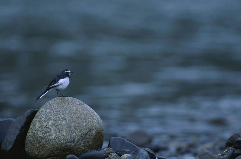 无人,站,横图,室外,白天,侧面,爱情,河流,石头,美景,水,鸟,朦胧,模糊,鹡鸰,鸟类,石子,河水,景观,水流,注视,一只,自然,观察,看,站着,景色,观看,察看,关注,自然风光,爱情鸟,白颤儿,白颊鹡鸰,白面鸟,点水雀,眼纹鹡鸰,张飞鸟,石块,岩石,站立,彩图,全身,日本鹡鸰
