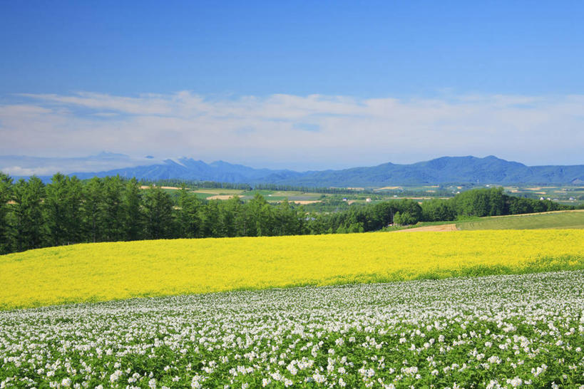 无人,农田,横图,室外,白天,正面,旅游,度假,庄稼,农作物,花海,花圃,美景,森林,山,山脉,树林,植物,蔬菜,土豆,叶子,阴影,新鲜,盛开,光线,影子,景观,山峰,云,云朵,食品,山峦,花蕾,云彩,娱乐,花,花瓣,花朵,花卉,鲜花,树,树木,食物,黄色,蓝色,绿色,白云,蓝天,天空,阳光,自然,花丛,花束,花田,群山,天,花苞,花蕊,油菜花,享受,休闲,景色,放松,有机食品,绿色食品,生长,晴朗,成长,自然风光,馍馍蛋,晴空,洋芋,山药蛋,马铃薯,彩图,耕地,庄稼田,油菜花田,芸苔,芸薹,土豆花
