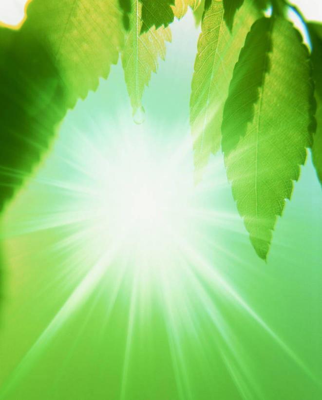 无人,竖图,室外,特写,白天,正面,水,植物,露水,叶子,阴影,朦胧,梦幻,模糊,透明,发光,光束,光线,纹理,液体,影子,水滴,绿叶,光亮,水珠,绿色,阳光,自然,露珠,嫩叶,生长,成长,生机,未来,剔透,发亮,憧憬,肌理,灵动,通明,叶,叶片,叶脉,彩图,镜头光晕,透镜闪耀,眩光,青龙木,花榈木,黄柏木,榈木,蔷薇木,羽叶檀,紫檀,晶莹