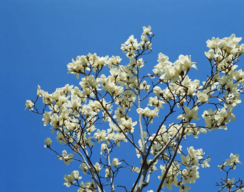 无人,横图,室外,白天,仰视,美景,植物,阴影,盛开,光线,影子,景观,枝条,花蕾,花,花瓣,花朵,鲜花,树,树木,树枝,蓝色,绿色,白色,蓝天,天空,阳光,自然,天,花苞,花蕊,景色,生长,晴朗,成长,自然风光,辛夷,万里无云,木莲,木兰花,虬枝,枝杈,晴空,晴空万里,木兰,彩图,低角度拍摄,黄心树,木莲果,木莲花