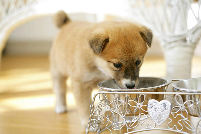 无人,站,横图,室内,白天,正面,地板,宠物,狗,金属制品,阴影,朦胧,模糊,反射,金属,影子,地面,注视,木地板,一只,动物,容器,碗,观察,看,站着,可爱,观看,储藏,察看,储存,关注,忠诚,犬,站立,彩图,全身,狗碗,贮存