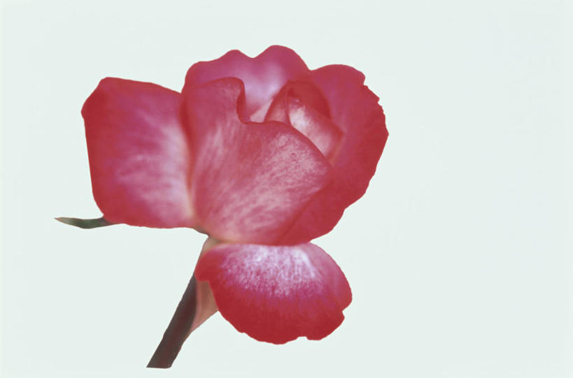 无人,横图,室内,特写,白天,白色背景,正面,爱情,幸福,纯洁,热情,玫瑰,盛开,玫瑰花,浪漫,花蕾,花,花瓣,花朵,鲜花,一朵,红色,花苞,花蕊,温暖,温馨,恩爱,摄影,红玫瑰,影棚,和睦,感动,尊敬,天真,刺玫花,徘徊花,彩图,影棚拍摄,拍摄,融洽