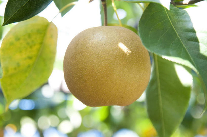 无人,横图,室外,特写,白天,正面,美景,植物,梨,水果,阴影,朦胧,模糊,新鲜,光线,影子,景观,生食,食品,果实,果树,树,树木,食物,一个,绿色,阳光,自然,香梨,景色,有机食品,绿色食品,生长,单个,成长,自然风光,梨树,生梨,彩图