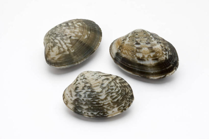 海鲜,无人,横图,俯视,室内,特写,白天,白色背景,阴影,反射,影子,蛤蜊,水产,海洋生物,三个,蛤,摄影,影棚,水生动物,海产品,水生物,海底动物,蛤仔,彩图,高角度拍摄,影棚拍摄,拍摄