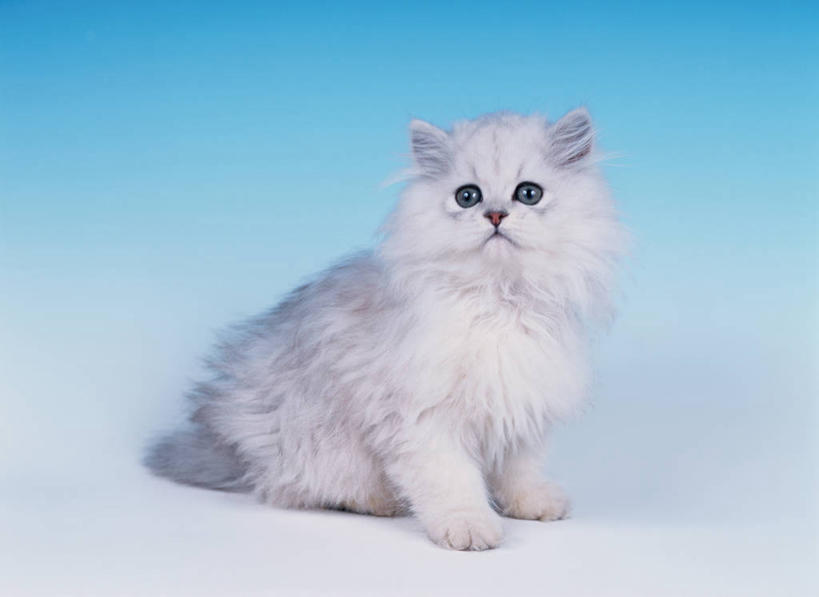 无人,坐,横图,室内,白天,侧面,宠物,猫,阴影,蓝色背景,反射,影子,波斯猫,扭头,注视,一只,白色,动物,观察,看,转头,可爱,摄影,影棚,观看,察看,关注,猫咪,坐着,彩图,全身,影棚拍摄,拍摄,金吉拉波斯猫