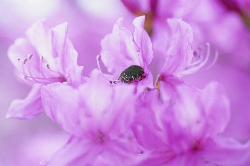 无人,横图,室外,特写,白天,正面,花海,花圃,美景,植物,杜鹃花,叶子,阴影,朦胧,模糊,盛开,光线,金龟子,昆虫,影子,景观,杜鹃,甲壳虫,花蕾,花,花瓣,花朵,花卉,鲜花,一只,粉色,绿色,阳光,自然,动物,花丛,花束,花田,花苞,花蕊,趴着,景色,喜悦,克制,自然风光,甲虫,益虫,红杜鹃,满山红,清明花,清时,山踯躅,红踯躅,节制,欣喜,山石榴,映山红,趴,彩图,全身