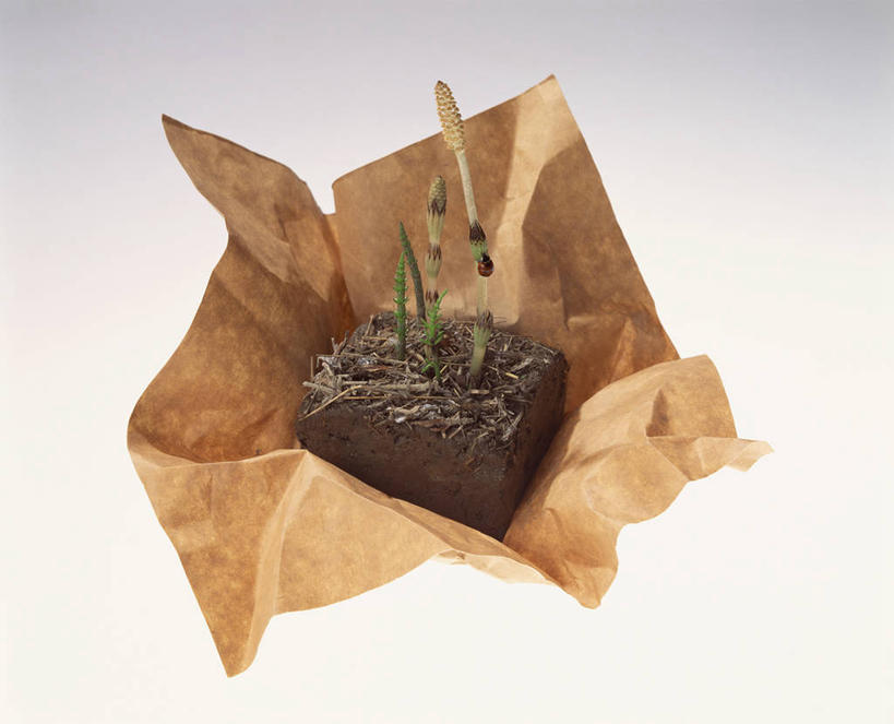 无人,横图,俯视,室内,特写,白天,白色背景,一堆,许多,阴影,堆叠,堆积,反射,包裹,包装,包装纸,影子,纸,泥土,土壤,纸张,很多,一个,马尾,摄影,影棚,单个,堆,包装材料,牛皮纸,问荆,接续草,公母草,搂接草,空心草,马蜂草,猪鬃草,黄蚂草,节节草,接骨草,彩图,高角度拍摄,影棚拍摄,拍摄,木贼,马尾植物