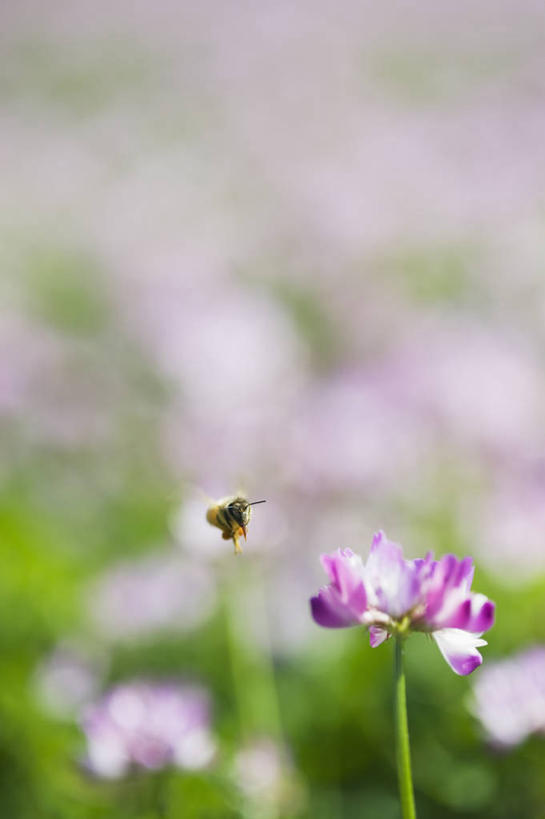 无人,竖图,室外,特写,白天,侧面,花海,花圃,美景,植物,蜜蜂,叶子,飞翔,伸展,张开,展翅,阴影,朦胧,模糊,盛开,飞行,光线,翅膀,昆虫,影子,景观,翱翔,花蕾,飞,花,花瓣,花朵,花卉,鲜花,一只,绿色,阳光,自然,动物,花丛,花束,花田,花苞,花蕊,景色,自然风光,益虫,紫云英,张开翅膀,红花草,翘摇,展开翅膀,彩图,全身