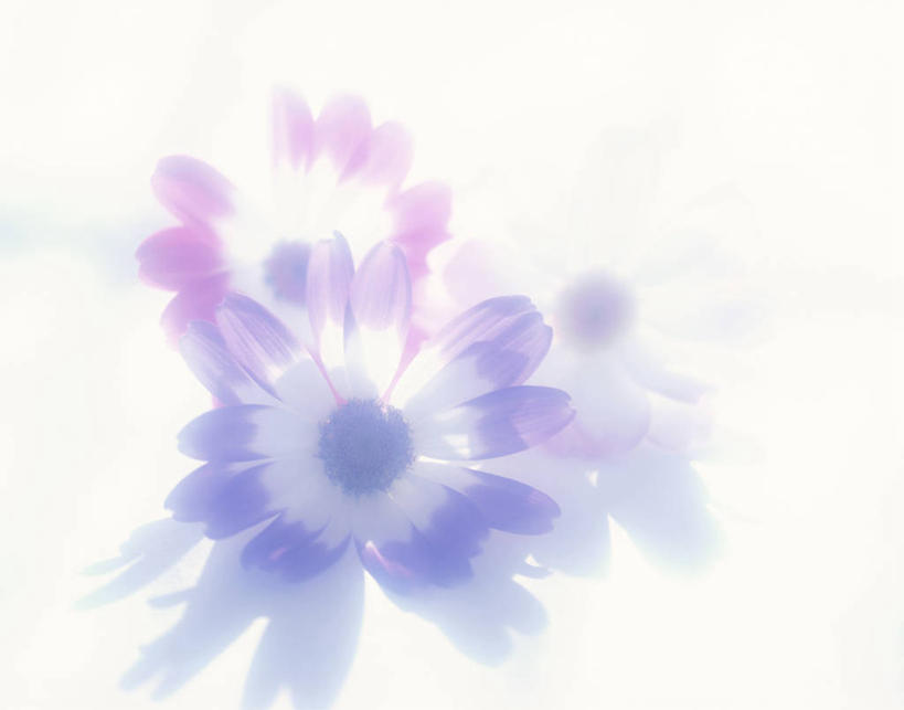 无人,横图,室内,特写,白天,白色背景,正面,快乐,幸福,盛开,玛格丽特,花蕾,雏菊,花,花瓣,花朵,鲜花,粉色,紫色,花苞,花蕊,菊花,活力,摄影,影棚,希望,坚强,和平,离别,延命菊,幸福花,春菊,马兰头花,暗恋,纯情,单恋,瓜叶菊,天真,彩图,影棚拍摄,愉快,拍摄