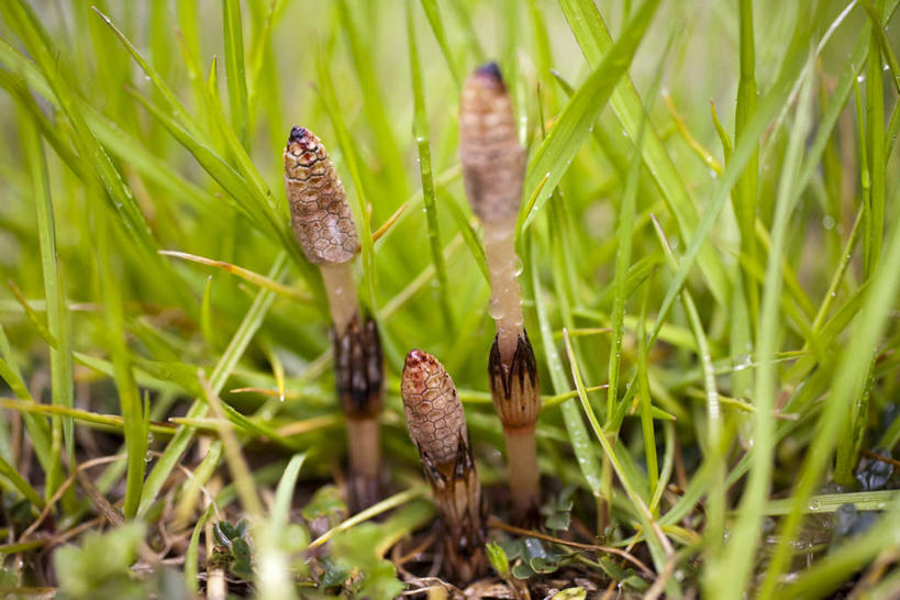无人,横图,俯视,室外,特写,白天,美景,水,露水,阴影,朦胧,模糊,透明,光线,液体,影子,景观,水滴,水珠,阳光,自然,露珠,景色,马尾,生机,剔透,自然风光,问荆,接续草,公母草,搂接草,空心草,马蜂草,猪鬃草,黄蚂草,节节草,接骨草,灵动,通明,彩图,高角度拍摄,木贼,马尾植物,晶莹