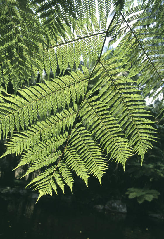 无人,竖图,室外,特写,白天,仰视,美景,植物,阴影,光线,影子,景观,绿色,阳光,自然,景色,生长,成长,蕨类,蕨类植物,自然风光,彩图,低角度拍摄