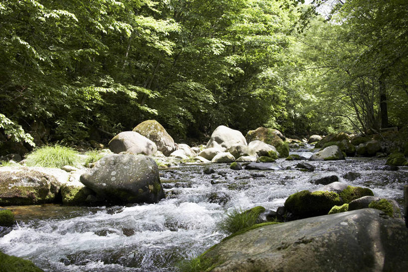 无人,横图,室外,白天,正面,旅游,度假,河流,石头,美景,树林,水,植物,日本,亚洲,阴影,光线,石子,影子,河水,景观,水流,青苔,苔藓,娱乐,树,树木,绿色,阳光,自然,享受,休闲,景色,放松,生长,成长,自然风光,东亚,本州,本州岛,日本国,中部地方,岐阜,岐阜县,石块,岩石,彩图,高山市