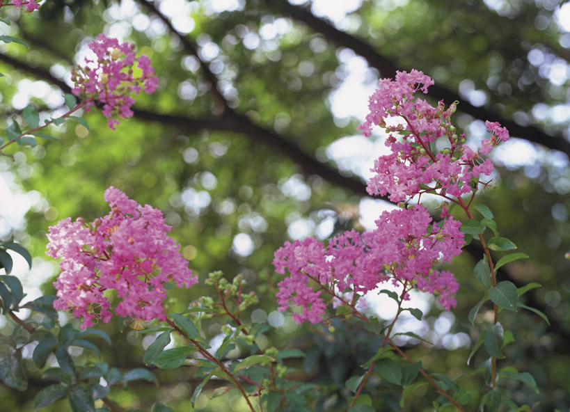 无人,横图,室外,特写,白天,正面,爱情,美景,植物,阴影,朦胧,模糊,盛开,光线,影子,景观,枝条,花蕾,花,花瓣,花朵,鲜花,树,树木,树枝,绿色,阳光,自然,花苞,花蕊,景色,生长,成长,沉迷,自然风光,虬枝,枝杈,紫薇,痒痒树,好运,五里香,怕痒花,满堂红,百日红,彩图