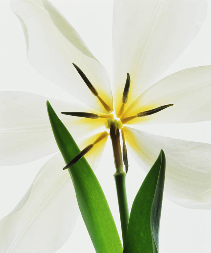 无人,竖图,室内,特写,白天,白色背景,正面,爱情,陶醉,水仙花,盛开,花蕾,花,花瓣,花朵,鲜花,一朵,白色,花苞,花蕊,摄影,影棚,记忆,金盏银台,玉玲珑,女史花,雅蒜,天蒜,敬意,自恋,凌波仙子,水仙,天葱,彩图,影棚拍摄,拍摄