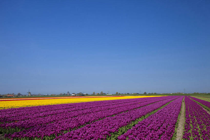 无人,横图,室外,白天,正面,爱情,旅游,度假,花海,花圃,美景,植物,郁金香,叶子,欧洲,荷兰,阴影,盛开,光线,影子,景观,祝福,花蕾,娱乐,花,花瓣,花朵,花卉,鲜花,黄色,蓝色,绿色,紫色,蓝天,天空,阳光,自然,花丛,花束,花田,天,花苞,花蕊,享受,休闲,景色,放松,晴朗,表白,西欧,自然风光,荣誉,万里无云,永恒,荷兰王国,尼德兰王国,莱顿,莱登,南荷兰省,晴空,晴空万里,郁香,洋荷花,草麝香,彩图
