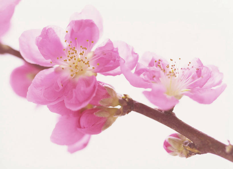无人,横图,室内,特写,白天,白色背景,正面,爱情,桃花,盛开,枝条,花蕾,花,花瓣,花朵,鲜花,树枝,粉色,花苞,花蕊,摄影,影棚,俘虏,虬枝,枝杈,彩图,影棚拍摄,拍摄