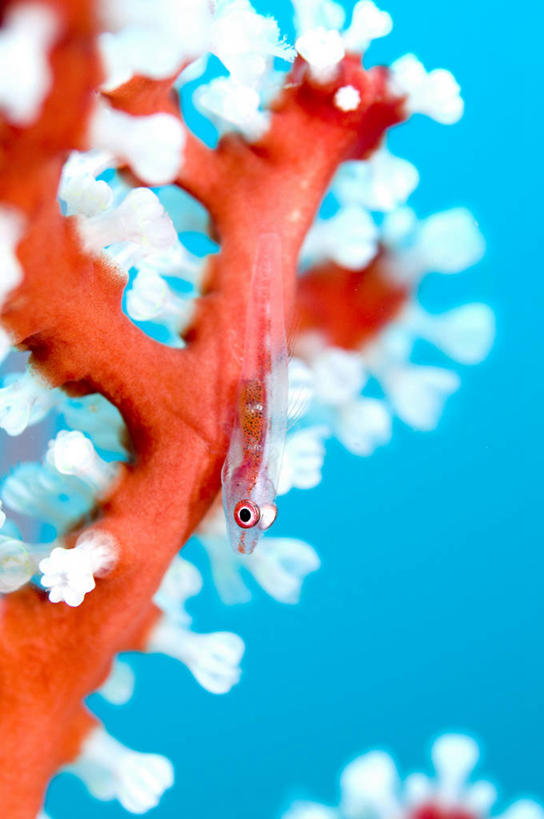 游泳,无人,竖图,室外,白天,正面,海底,水下,海浪,海洋,美景,一条,朦胧,模糊,鱼,珊瑚,景观,浪花,水底,珊瑚礁,鱼类,海洋生物,自然,海水,景色,海底世界,自然风光,水生动物,水生物,海景,海底动物,海底礁,泅水,虾虎鱼,拍浮,大海,风浪,海,海床,海水的波动,礁,近岸浪,岩石,涌浪,彩图,全身