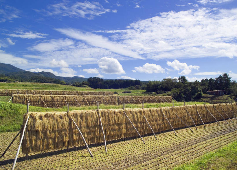 无人,农田,横图,室外,白天,正面,旅游,度假,农业,庄稼,农作物,草地,草坪,美景,植物,日本,亚洲,阴影,丰收,光线,影子,稻田,景观,云,云朵,云彩,娱乐,草,树,树木,蓝色,绿色,白云,蓝天,天空,阳光,自然,天,享受,休闲,景色,放松,生长,收获,晴朗,成长,自然风光,东亚,本州,本州岛,日本国,中国地方,鸟取,鸟取县,晴空,彩图,耕地,庄稼田,西伯郡,伯耆町