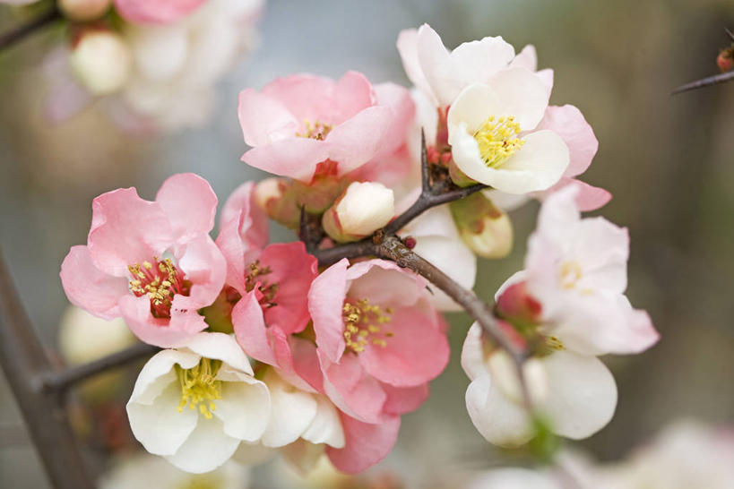 无人,横图,室外,特写,白天,正面,美景,阴影,朦胧,模糊,美白,盛开,光线,影子,景观,枝条,花蕾,花,花瓣,花朵,鲜花,树枝,粉色,阳光,自然,花苞,花蕊,景色,清热,清香,自然风光,苹果花,陷阱,解毒,明目,虬枝,枝杈,彩图