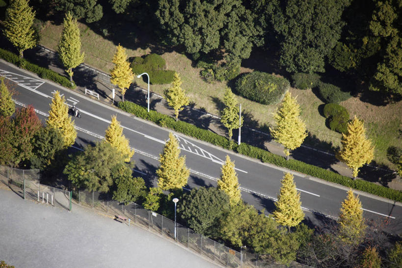 无人,公园,横图,俯视,航拍,室外,白天,旅游,度假,草地,草坪,美景,森林,树林,植物,道路,路,公路,东京,日本,亚洲,阴影,光线,影子,景观,分界线,停车线,交通,娱乐,草,树,树木,绿色,阳光,自然,享受,休闲,景色,放松,生长,成长,车行道,车行道分界线,鸟瞰,自然风光,标线,东亚,车行线,本州,关东地方,本州岛,日本国,东京都,涩谷,涉谷,涩谷区,代代木公园,马路,彩图,高角度拍摄