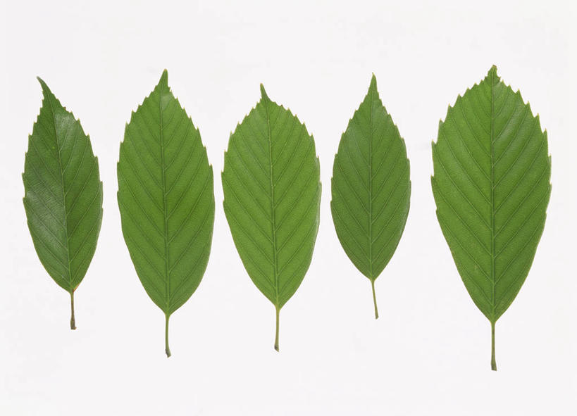 无人,横图,室内,特写,白天,白色背景,正面,植物,叶子,一排,整齐,纹理,绿叶,五片,排列,绿色,嫩叶,摄影,影棚,队列,肌理,叶,叶片,叶脉,彩图,影棚拍摄,拍摄