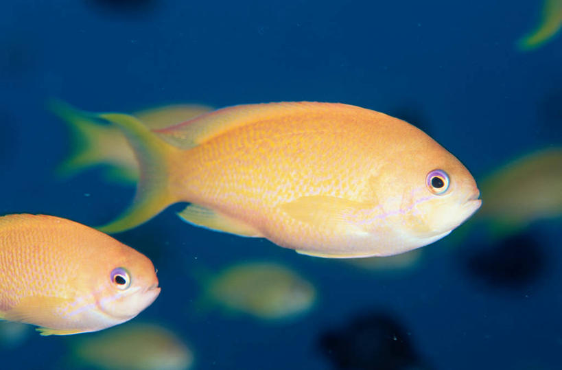 游泳,无人,横图,室外,特写,白天,侧面,海底,水下,海浪,海洋,美景,一群,许多,朦胧,模糊,鱼,景观,浪花,水底,很多,注视,鱼类,海洋生物,自然,海水,观察,看,景色,海底世界,观看,察看,关注,自然风光,水生动物,水生物,海景,海底动物,观赏鱼,泅水,拍浮,金拟花鲈,金拟花鮨,丝鳍拟花鮨,大海,风浪,海,海床,海水的波动,近岸浪,涌浪,半身,彩图,拟花鮨