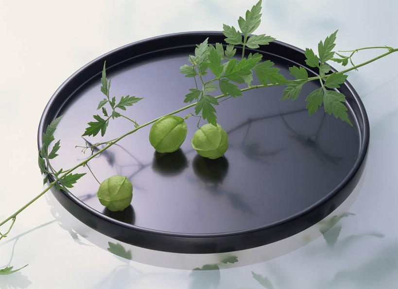 无人,横图,俯视,室内,特写,白天,白色背景,植物,餐具,水果,叶子,阴影,新鲜,反射,碟子,盘,影子,生食,食品,果实,绿叶,食物,三个,绿色,自然,盘子,碟,嫩叶,摄影,有机食品,绿色食品,影棚,生长,成长,倒地铃,风船葛,倒藤卜仔草,三角卜,叶,叶片,彩图,高角度拍摄,影棚拍摄,拍摄