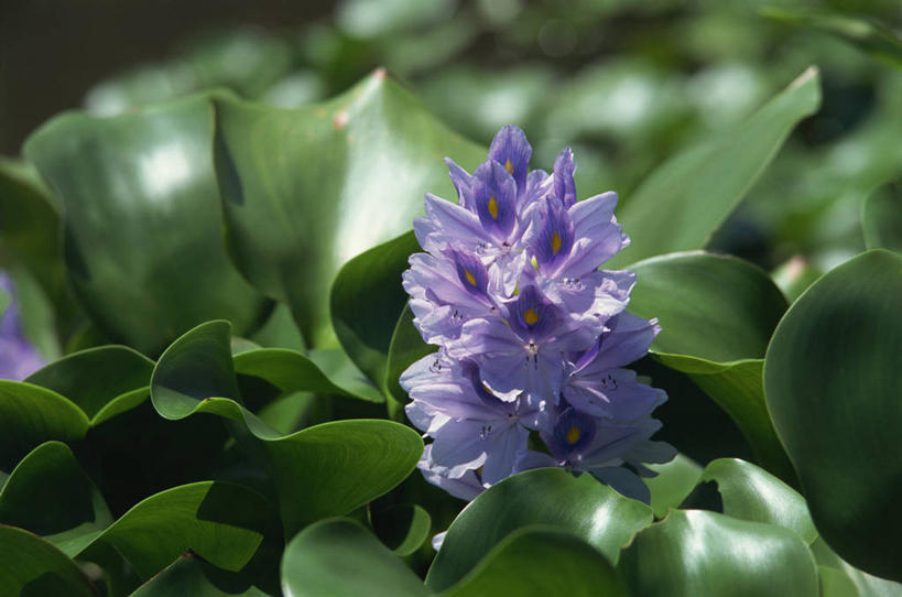 无人,横图,俯视,室外,特写,白天,美景,叶子,朦胧,模糊,盛开,景观,绿叶,花蕾,花,花瓣,花朵,鲜花,紫色,自然,花苞,花蕊,嫩叶,景色,自然风光,水葫芦,凤眼蓝,凤眼莲,水浮莲,此情不渝,至死不渝,叶,叶片,彩图,高角度拍摄