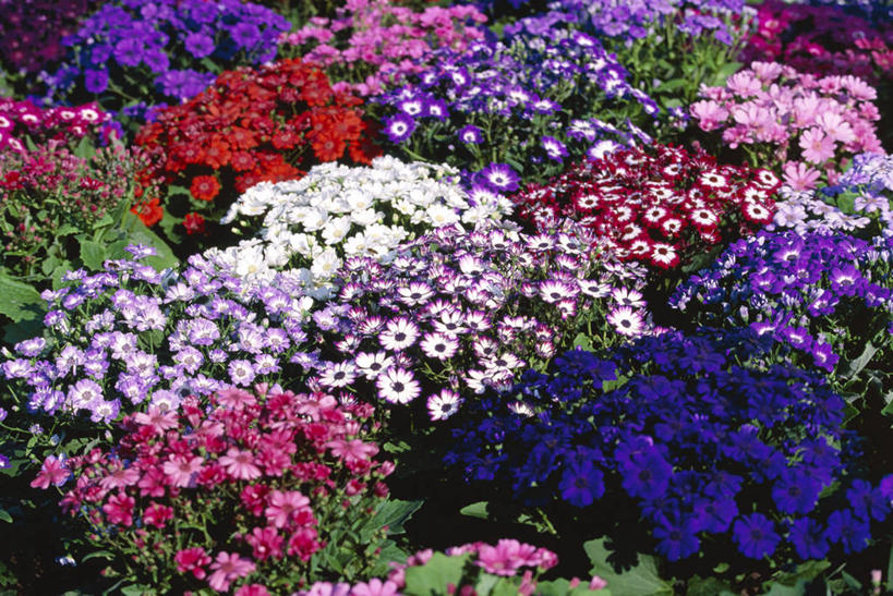 无人,横图,俯视,彩色,室外,特写,白天,快乐,幸福,花海,花圃,美景,植物,叶子,阴影,盛开,光线,影子,景观,玛格丽特,花蕾,雏菊,花,花瓣,花朵,花卉,鲜花,绿色,阳光,自然,花丛,花束,花田,花苞,花蕊,菊花,景色,活力,希望,五颜六色,色彩斑斓,坚强,自然风光,和平,五彩缤纷,离别,延命菊,幸福花,春菊,马兰头花,五彩斑斓,暗恋,纯情,单恋,瓜叶菊,五光十色,天真,彩图,高角度拍摄,愉快