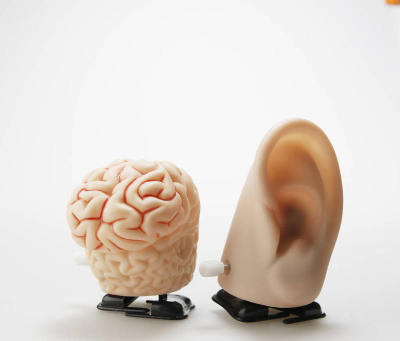 耳朵,无人,横图,室内,特写,白天,白色背景,正面,静物,大脑,阴影,反射,科学,医学,影子,两个,摄影,影棚,生物学,人体器官,器官,沟壑,耳廓,耳蜗,小脑,脑干,大脑皮层,端脑,沟,灰质,回,间脑,内耳,中耳,听觉器官,耳膜,外耳,耳道,自然科学,博物学,生物科学,耳,耳部,彩图,影棚拍摄,拍摄