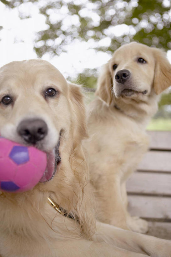 无人,坐,竖图,室外,白天,侧面,游戏,草地,草坪,美景,树林,植物,宠物,狗,玩具,椅子,阴影,朦胧,模糊,光线,影子,木椅,景观,玩,注视,娱乐,金毛犬,草,树,树木,一个,绿色,天空,阳光,自然,动物,天,观察,看,两只,休闲,橡胶,景色,可爱,益智,皮球,金毛,生长,单个,成长,观看,活动,察看,叼,金毛猎犬,发泄,关注,消遣,智力,叼着,自然风光,寻回犬,橡胶制品,金毛寻回犬,忠诚,宣泄,金毛狗,金毛寻回狗,寻回狗,空心球,犬,玩耍,嬉戏,坐着,半身,彩图