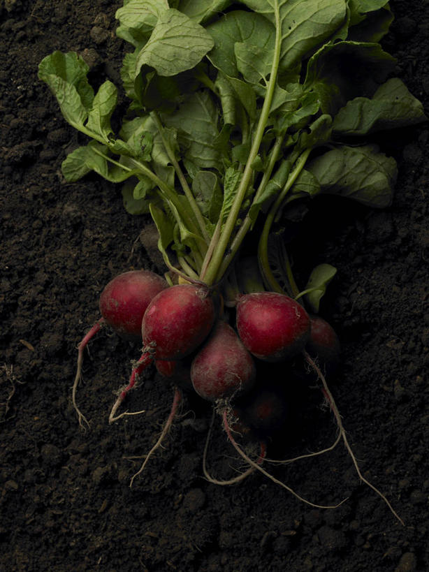 无人,竖图,俯视,室外,特写,白天,蔬菜,许多,阴影,新鲜,反射,影子,泥土,土壤,食品,很多,甜菜,食物,有机食品,绿色食品,菾菜,彩图,高角度拍摄