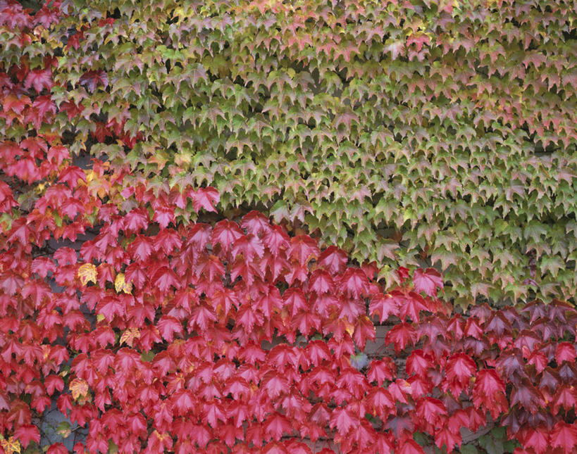 无人,横图,室外,白天,正面,美景,秋季,阴影,光线,影子,景观,长春藤,常春藤,阳光,自然,景色,自然风光,永恒,不朽,忠实,洋常春藤,秋,秋天,彩图,常青藤