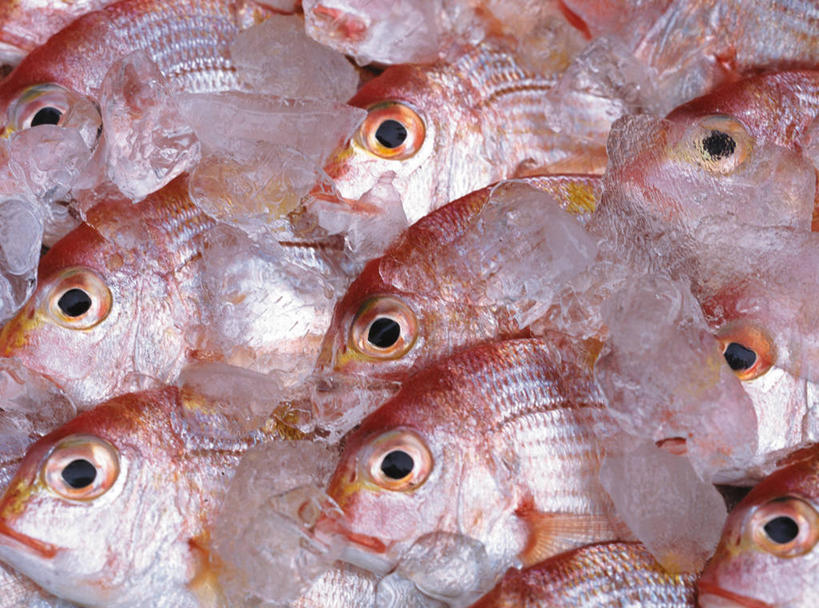 海鲜,无人,横图,俯视,室内,特写,白天,一堆,许多,阴影,堆叠,堆积,朦胧,模糊,反射,鱼,影子,很多,鲷鱼,水产,鱼类,海洋生物,堆,鲷,加吉鱼,铜盆鱼,真鲷,水生动物,海产品,水生物,红鲷,海底动物,班加吉,加真鲷,红加吉,半身,彩图,高角度拍摄