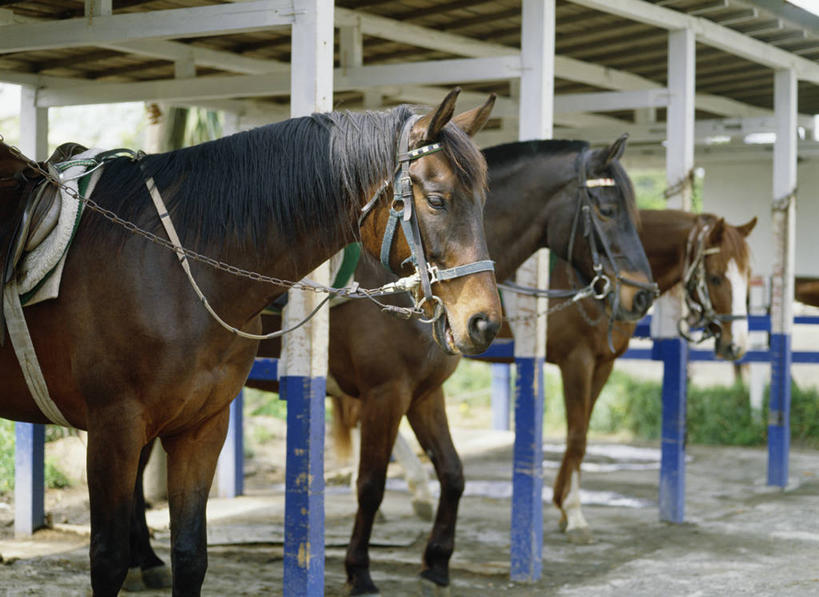 无人,站,横图,室外,白天,侧面,旅游,度假,美景,马,野生动物,日本,亚洲,一排,整齐,房屋,屋子,景观,马厩,千叶县,注视,娱乐,座位,马鞍,排列,自然,动物,绳子,观察,看,站着,享受,休闲,景色,放松,运输,牲畜,观看,手柄,绳索,马棚,控制,察看,缰绳,队列,关注,自然风光,三匹,东亚,本州,关东地方,本州岛,日本国,千叶,马具,站立,半身,彩图,房子,养马