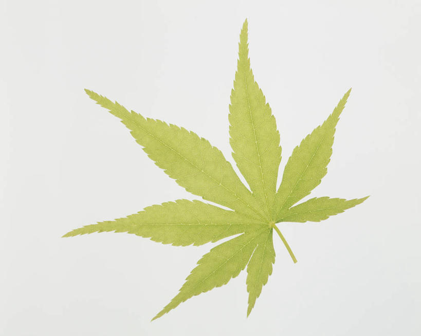 无人,横图,室内,特写,白天,白色背景,正面,叶子,一片,阴影,反射,纹路,纹理,影子,枫叶,绿叶,绿色,嫩叶,摄影,影棚,枫树叶,肌理,叶,叶片,彩图,影棚拍摄,拍摄