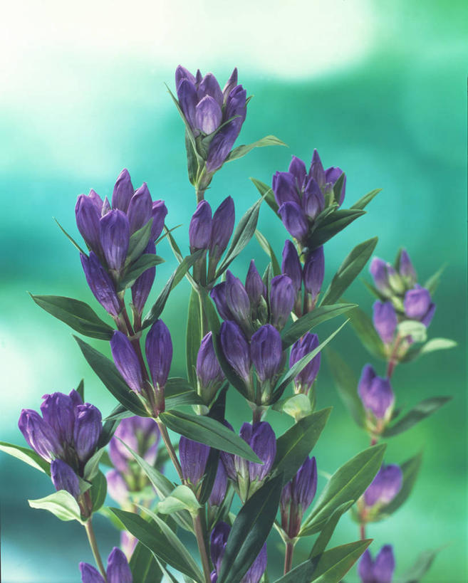 无人,竖图,室外,特写,白天,正面,花海,花圃,美景,植物,叶子,阴影,朦胧,模糊,盛开,光线,影子,景观,花蕾,花,花瓣,花朵,花卉,鲜花,绿色,紫色,阳光,自然,花丛,花束,花田,花苞,花蕊,景色,龙胆,龙胆花,自然风光,彩图,地胆头,苦地胆,三花龙胆