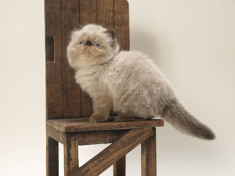 无人,坐,横图,室内,特写,白天,白色背景,侧面,宠物,猫,椅子,阴影,反射,影子,木椅,扭头,注视,一只,动物,观察,看,转头,可爱,摄影,影棚,观看,察看,关注,猫咪,喜马拉雅猫,坐着,彩图,全身,影棚拍摄,拍摄