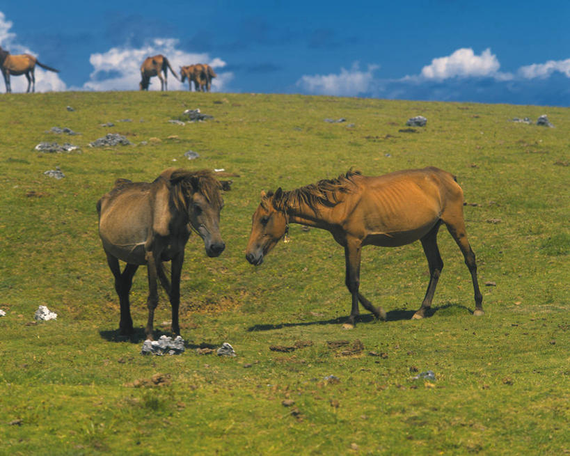 无人,农场,站,走,横图,室外,白天,正面,旅游,度假,畜牧业,牧场,草地,草原,美景,植物,马,野生动物,日本,亚洲,一群,许多,阴影,光线,影子,景观,旷野,云,云朵,很多,云彩,注视,娱乐,五匹,草,蓝色,绿色,白云,蓝天,天空,阳光,自然,动物,天,低头,观察,看,站着,享受,休闲,景色,放松,运输,牲畜,晴朗,观看,察看,关注,自然风光,原野,东亚,畜牧,日本国,牧业,垂头,晴空,步行,散步,站立,走路,半身,彩图