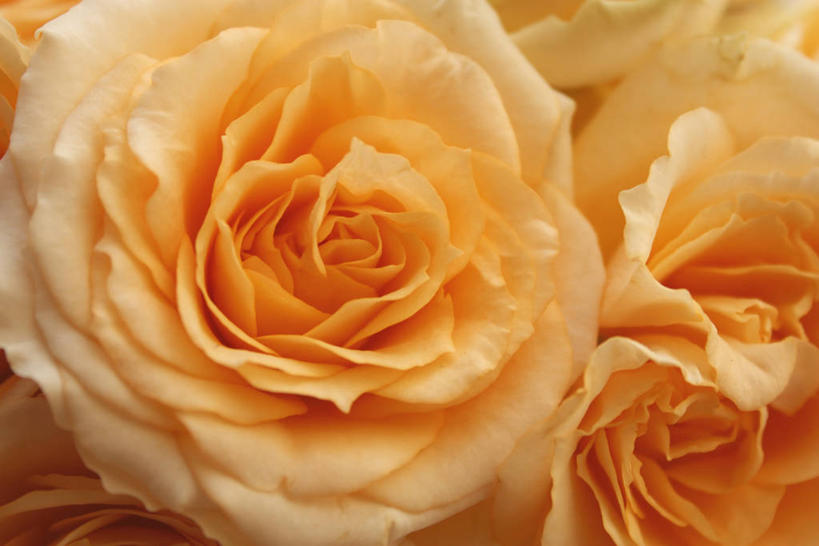 无人,横图,俯视,室内,特写,白天,爱情,幸福,纯洁,热情,玫瑰,阴影,朦胧,模糊,盛开,反射,影子,玫瑰花,辉煌,浪漫,花蕾,花,花瓣,花朵,鲜花,花苞,花蕊,温暖,温馨,橙色,恩爱,活泼,华丽,暖色,和睦,感动,温情,尊敬,炽热,响亮,跃动,天真,甜蜜,刺玫花,徘徊花,彩图,高角度拍摄,愉快,香槟玫瑰,融洽